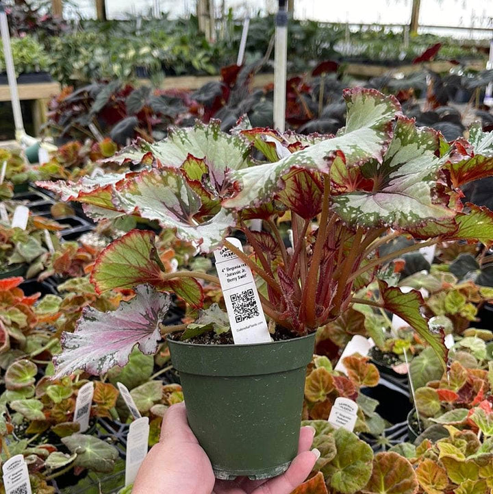 Gabriella Plants Begonia 4" Begonia rex 'Jurassic Jr. Berry Swirl'