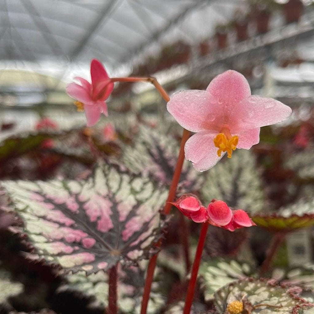 gabriella-plants-4-begonia-rex