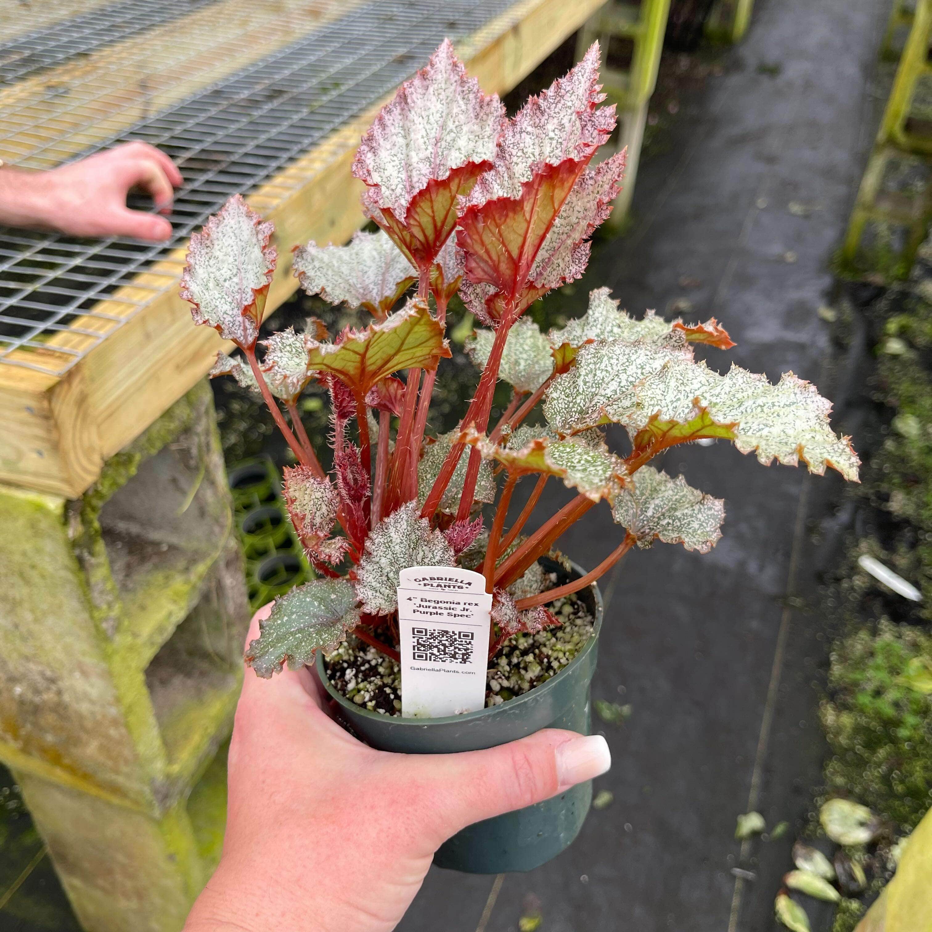 Gabriella Plants Begonia 4" Begonia rex 'Jurassic Jr Purple Spec'