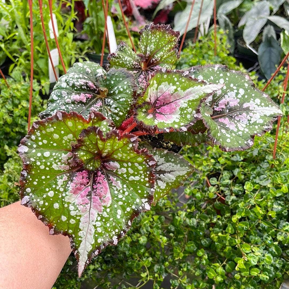 Gabriella Plants Begonia 4" Begonia rex 'Jurassic Watermelon'