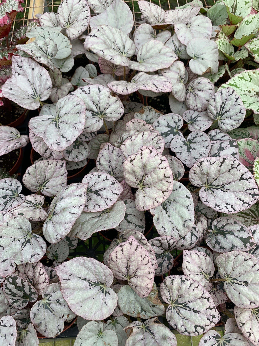 Begonia ‘Silver Dollar’ - Gabriella Plants
