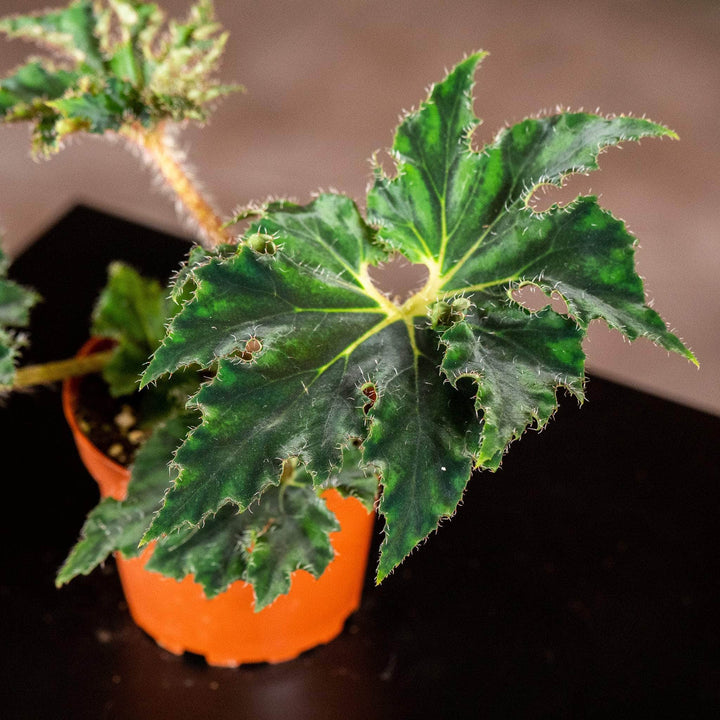 Gabriella Plants Begonia 4" Begonia ‘Unique'