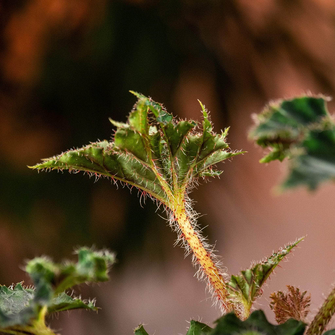 Gabriella Plants Begonia 4" Begonia ‘Unique'