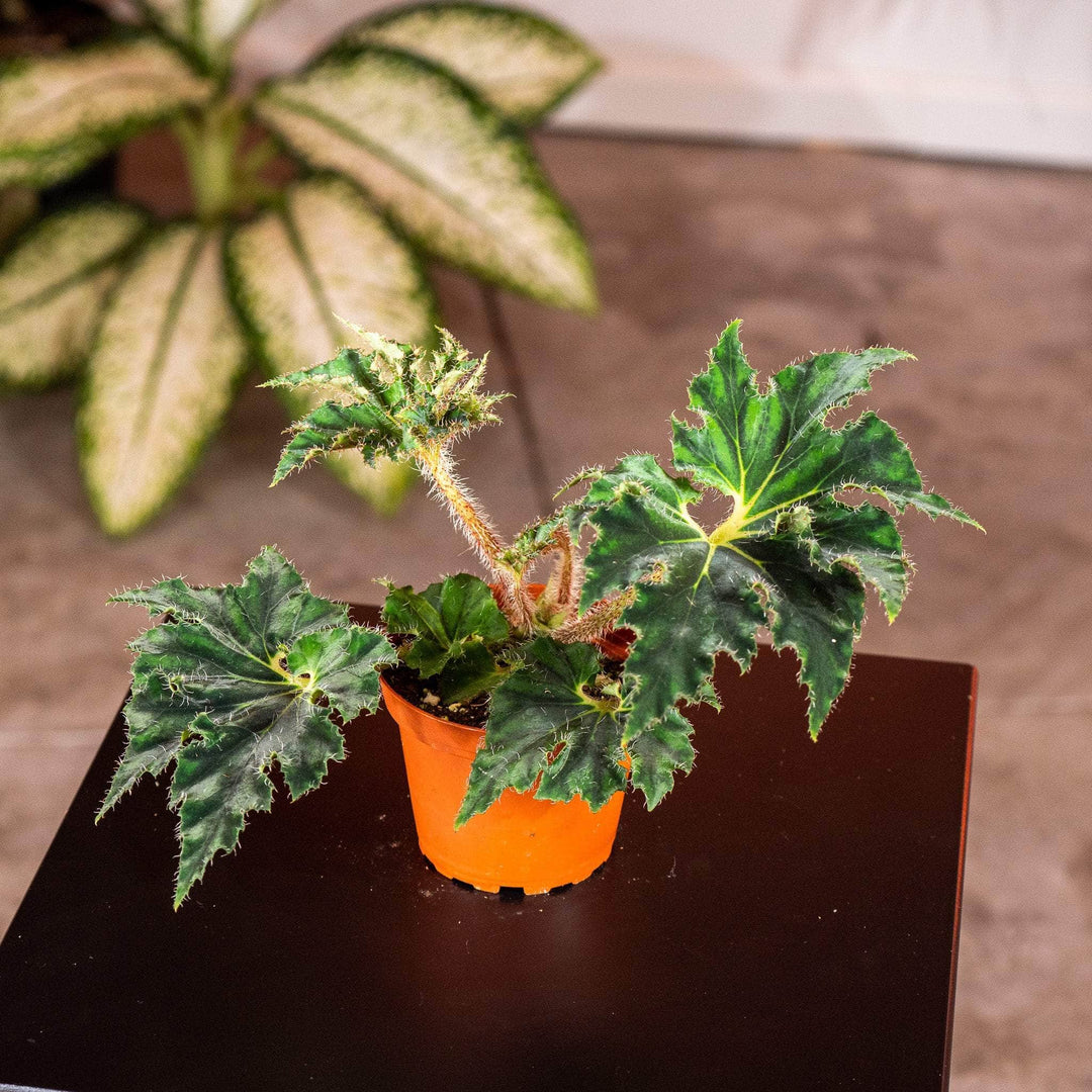 Gabriella Plants Begonia 4" Begonia ‘Unique'