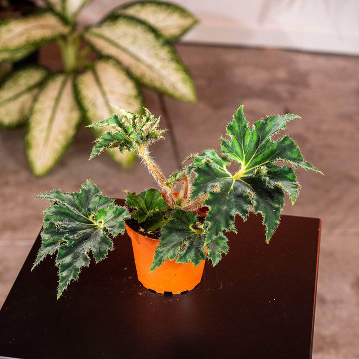 Gabriella Plants Begonia 4" Begonia ‘Unique'