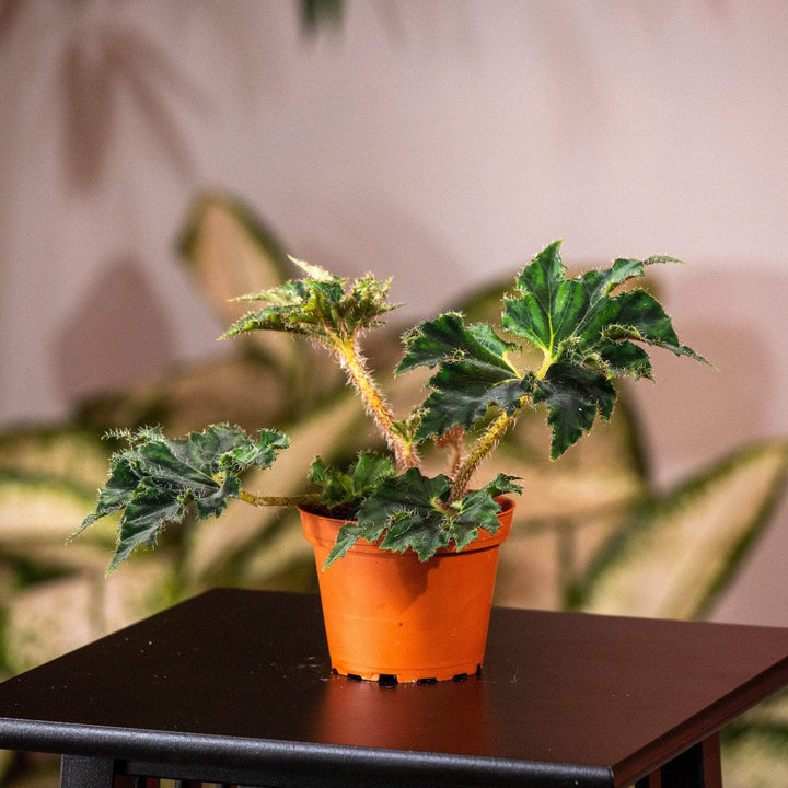 Gabriella Plants Begonia 4" Begonia ‘Unique'