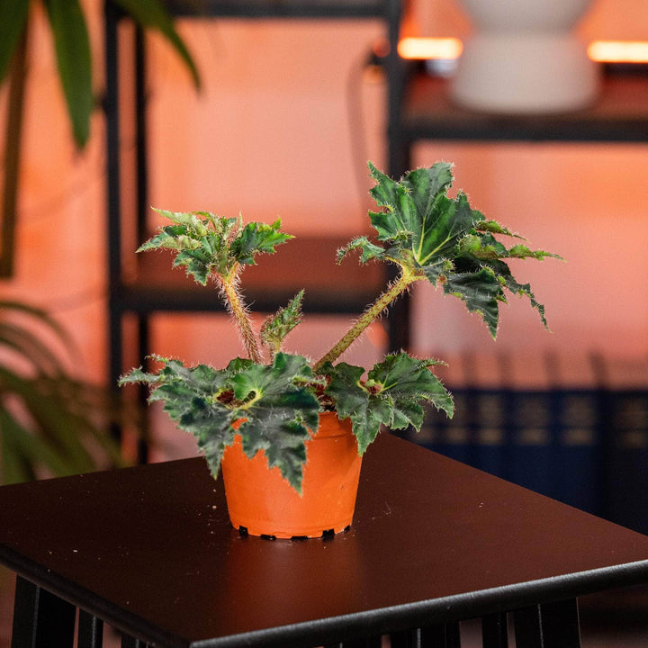 Gabriella Plants Begonia 4" Begonia ‘Unique'