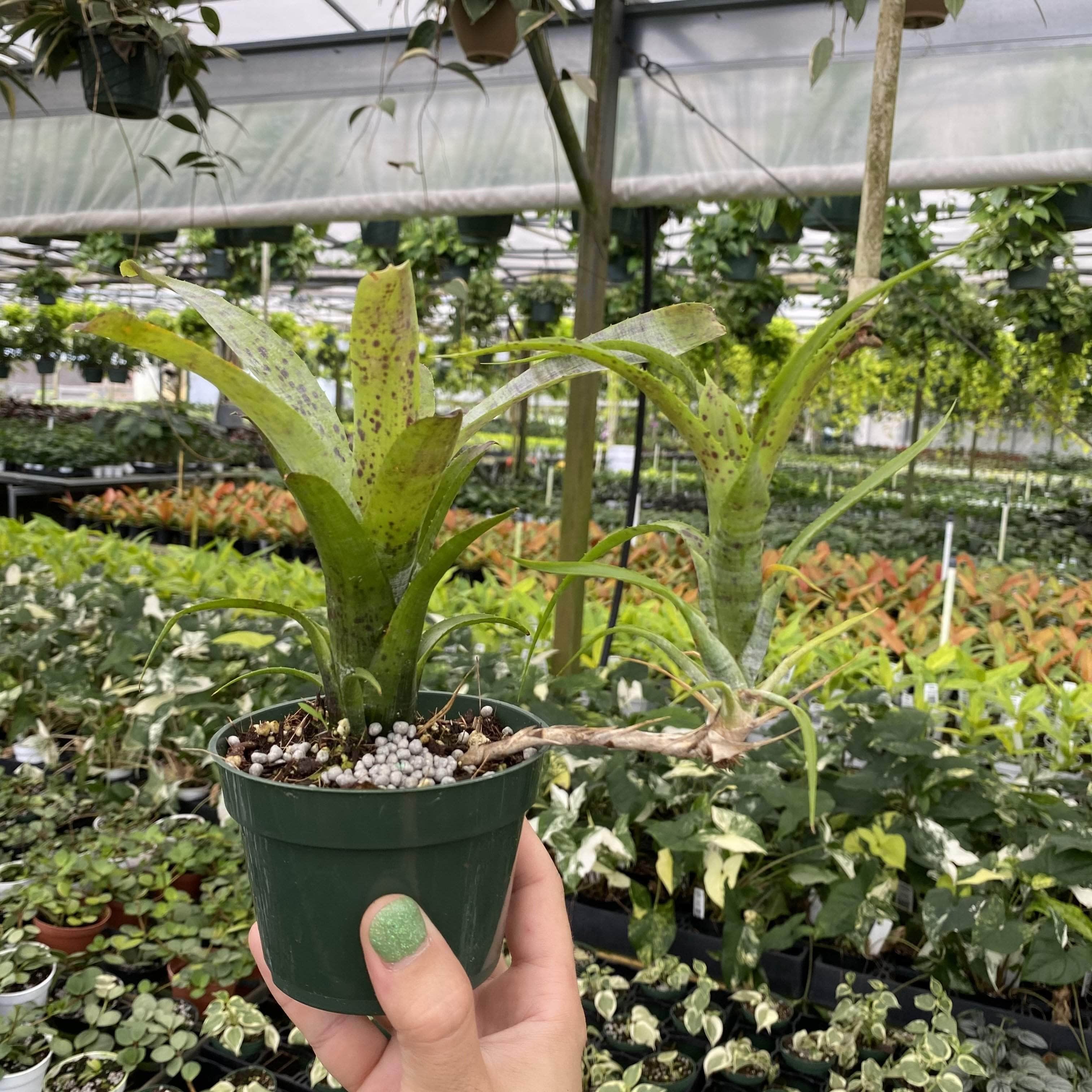 Gabriella Plants 4” Bromeliad Neoregelia pauciflora