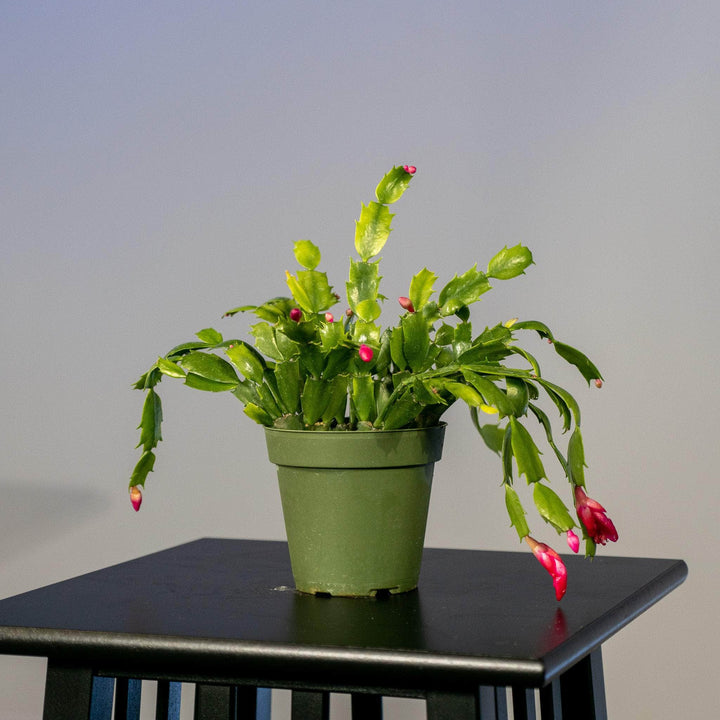 Gabriella Plants Other 4" Cactus Schlumbergera "Christmas Cactus" Grower's Choice
