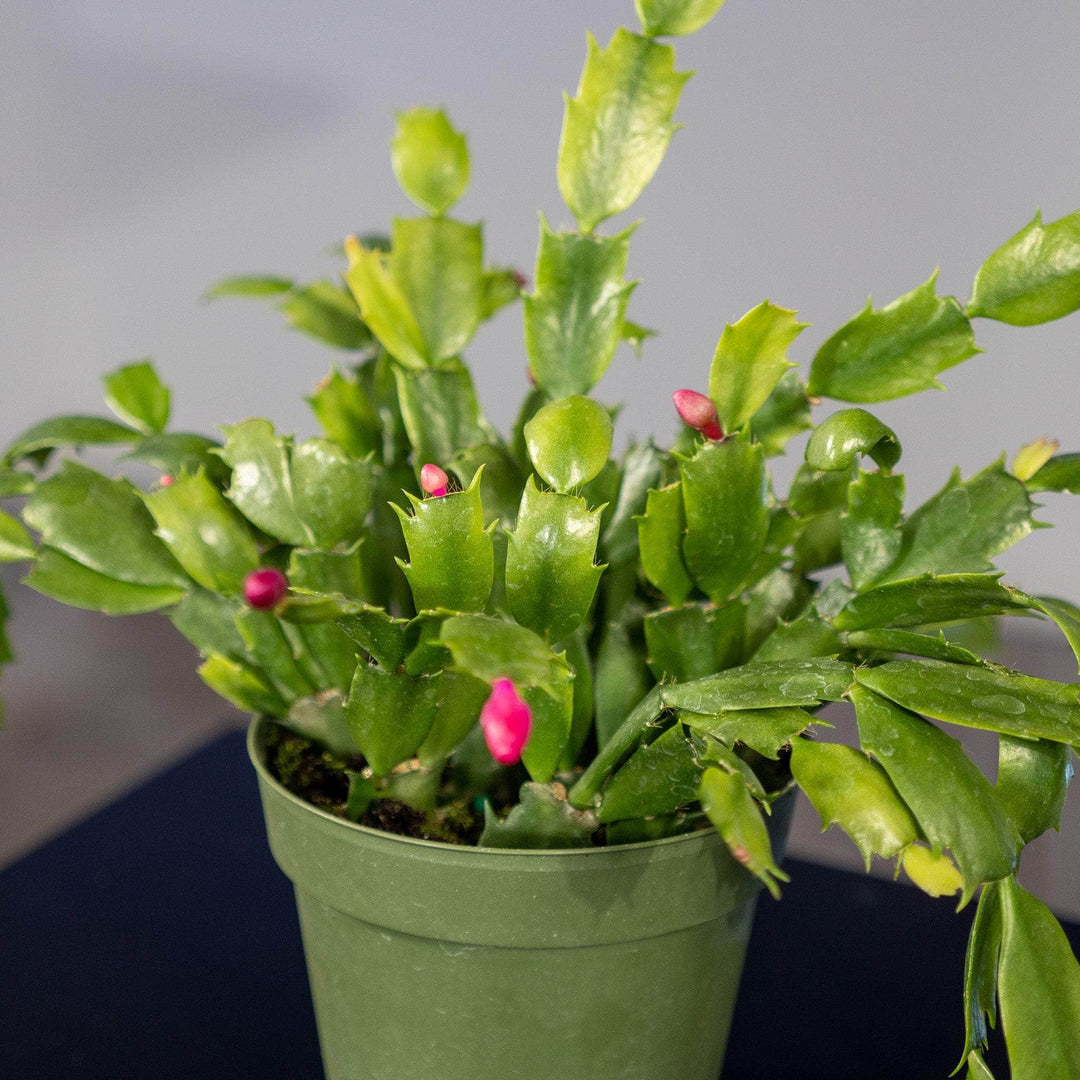 schlumbergera christmas cactus succulent indoor houseplant Cactus Schlumbergera hybrid "Thanksgiving/Christmas Cactus" Grower's C