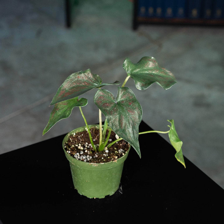 Gabriella Plants Caladium 4" Caladium bicolor 'Fallen City’