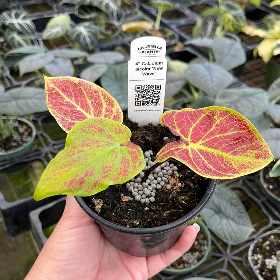 Caladium bicolor 'New Wave' - Gabriella Plants