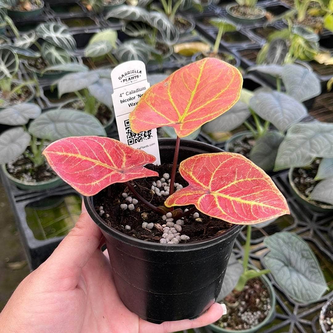 Caladium bicolor 'New Wave' - Gabriella Plants