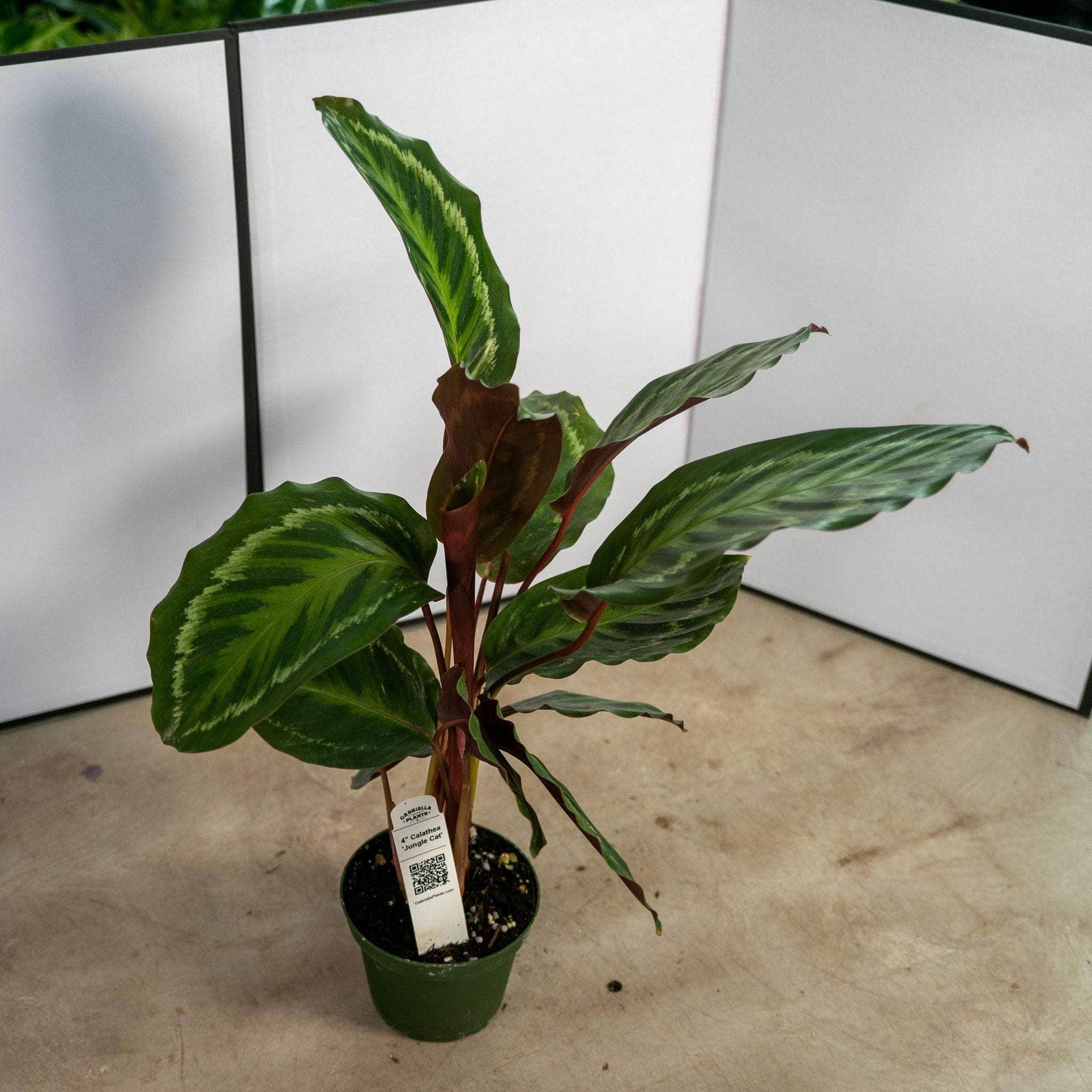 prayer plant cat Calathea 'Jungle Cat'