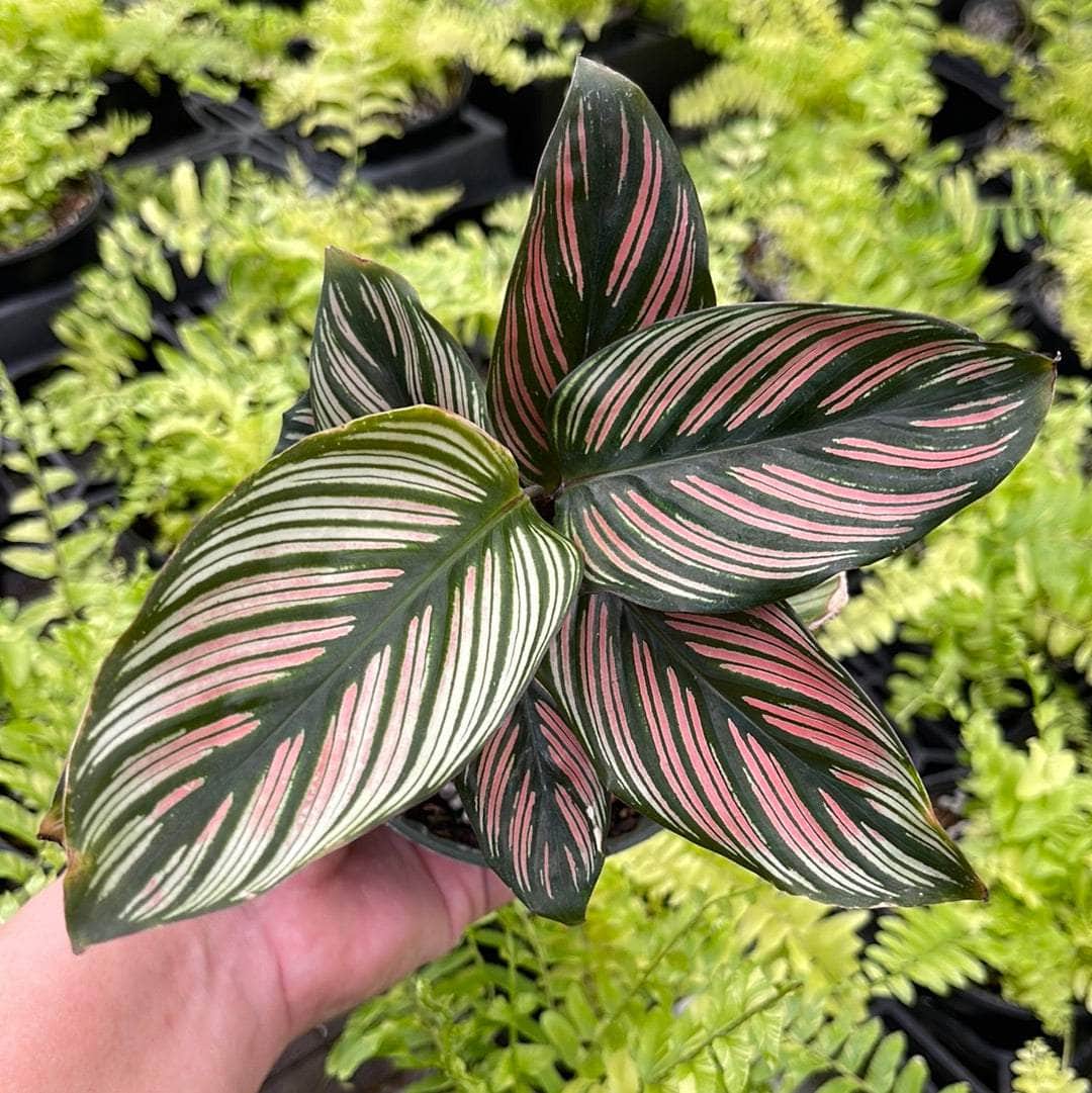 white star prayer plant Calathea majestica 'White Star'