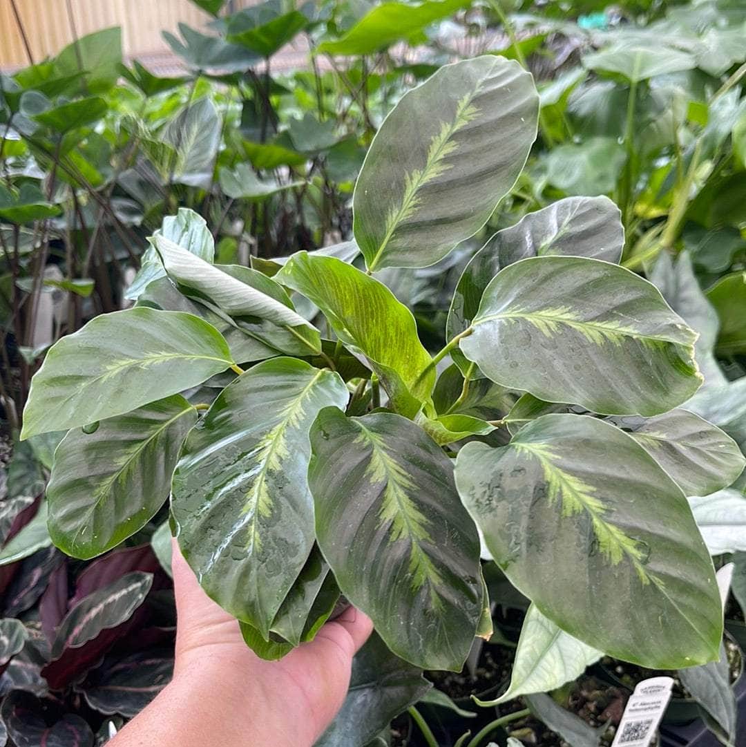 misto prayer plant Calathea 'Misto'