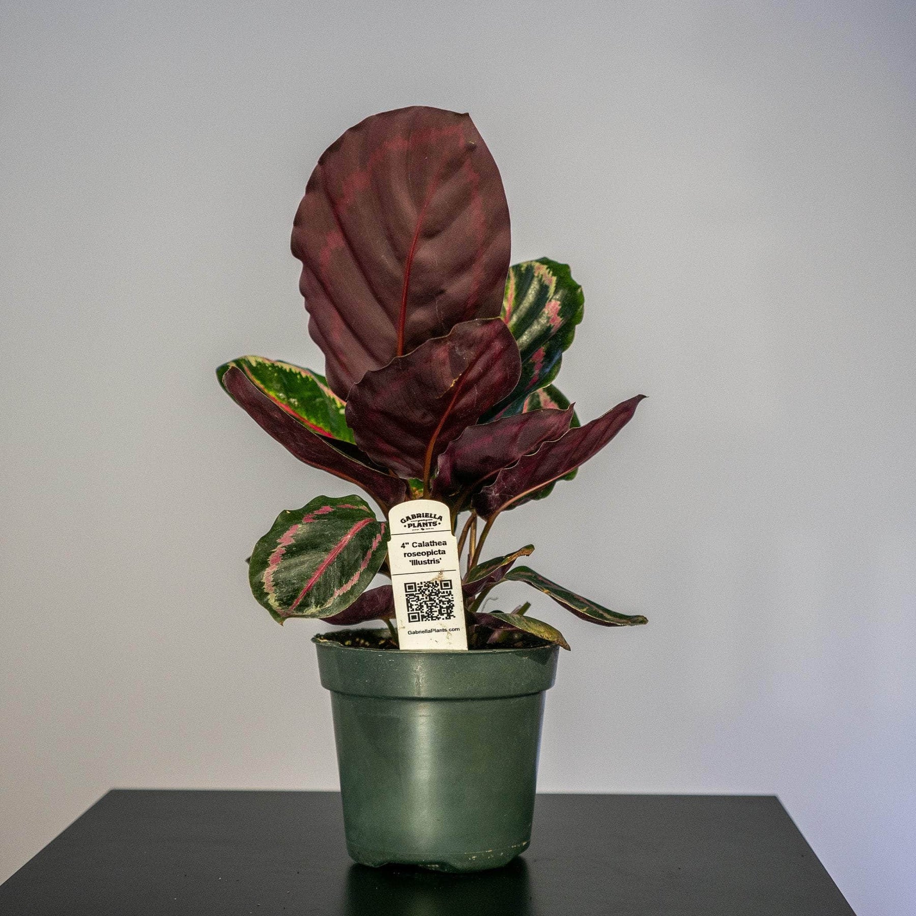 POWERS TO FLOWERS - CALATHEA ROSEOPICTA MEDALLION VASO 19CM, MARANTA, pianta vera POWERS TO FLOWERS - CALATHEA ROSEOPICTA MEDALLION VASO 19CM, MARANTA, pianta vera