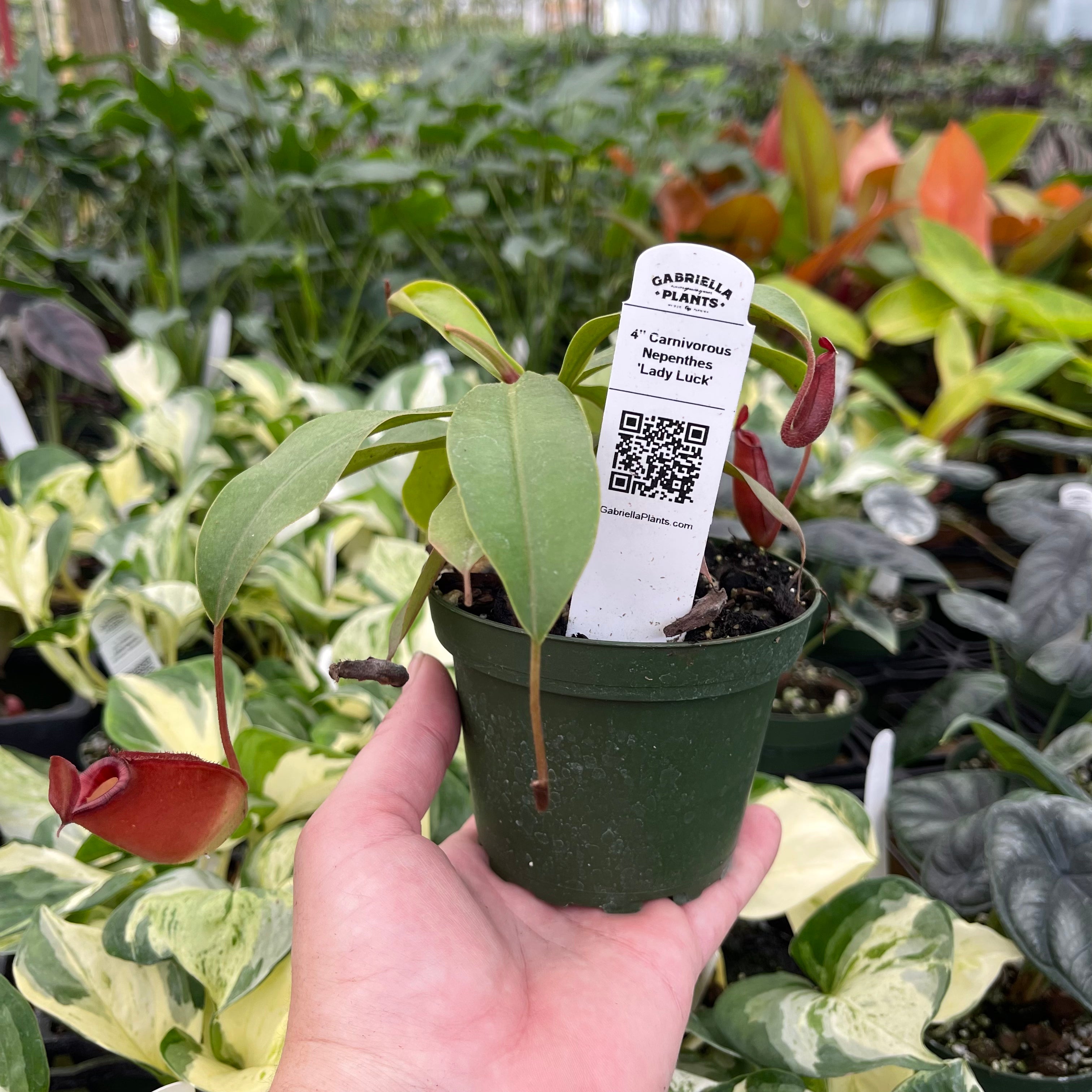 Gabriella Plants Carnivorous 4" Carnivorous Nepenthes 'Lady Luck'