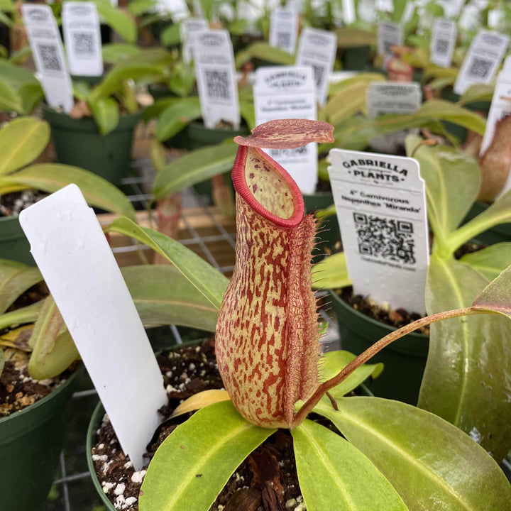 Gabriella Plants Other 4" Carnivorous Nepenthes 'Miranda'