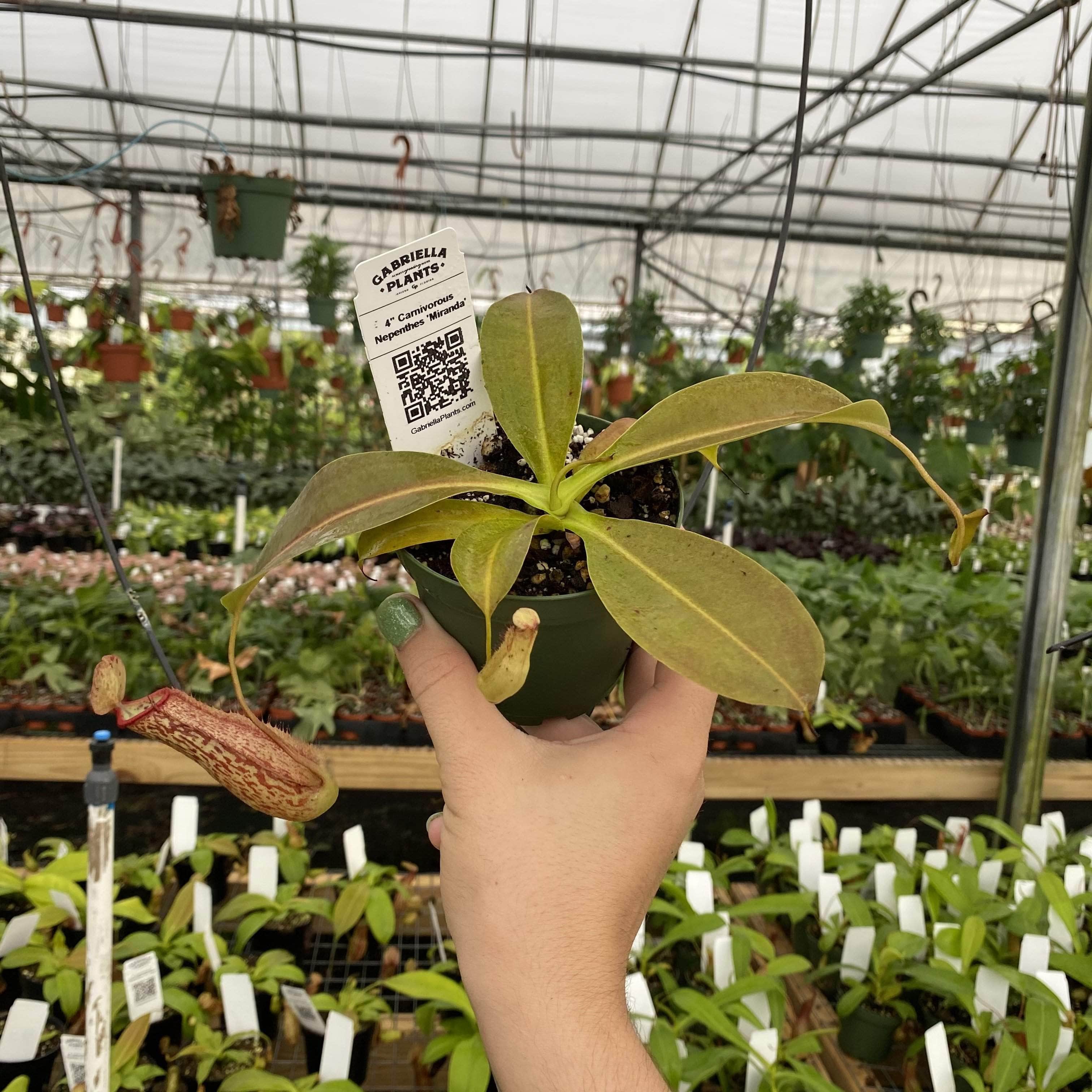 Gabriella Plants Other 4" Carnivorous Nepenthes 'Miranda'