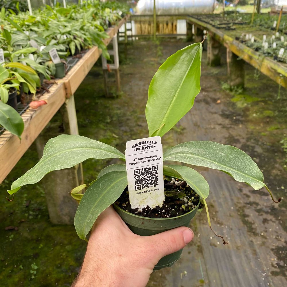 Gabriella Plants Other 4" Carnivorous Nepenthes 'Miranda'
