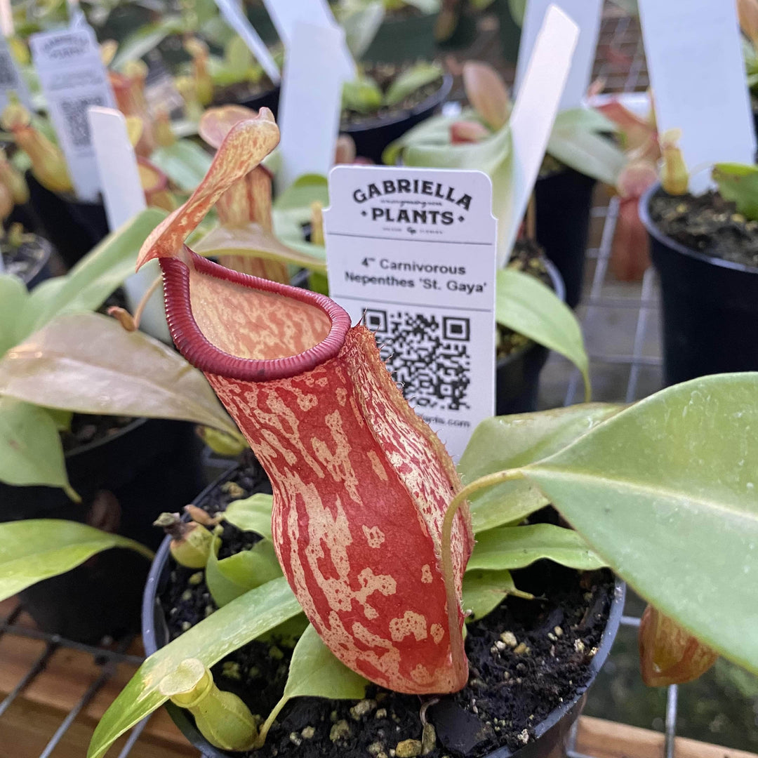 Gabriella Plants Other 4" Carnivorous Nepenthes 'St. Gaya'