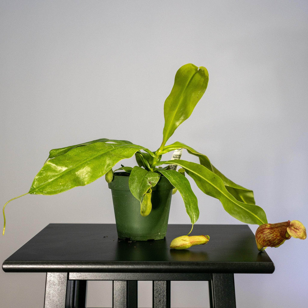 Gabriella Plants Carnivorous 4" Carnivorous Nepenthes 'St. Gaya'