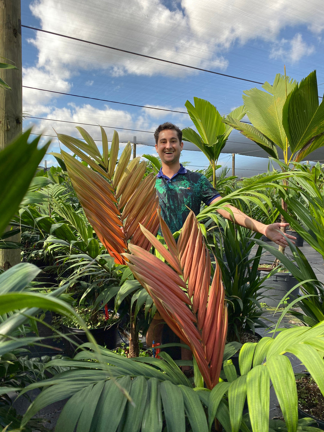 red leaf palm plant Chambeyronia macrocarpa Palm