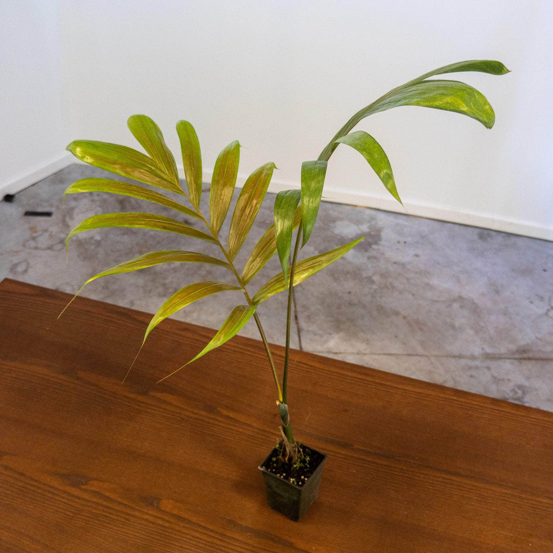 Gabriella Plants Other 4" Chambeyronia macrocarpa Palm