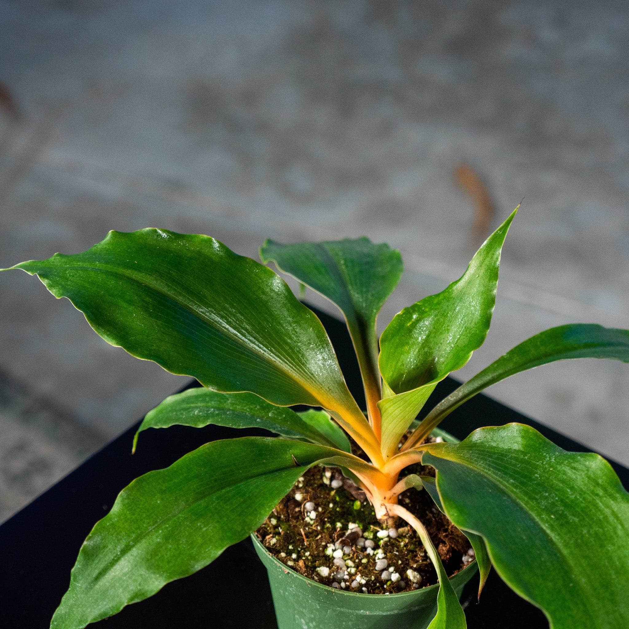 Gabriella Plants Other 4" Chlorophytum 'Fire Flash' 'Mandarin Orange'