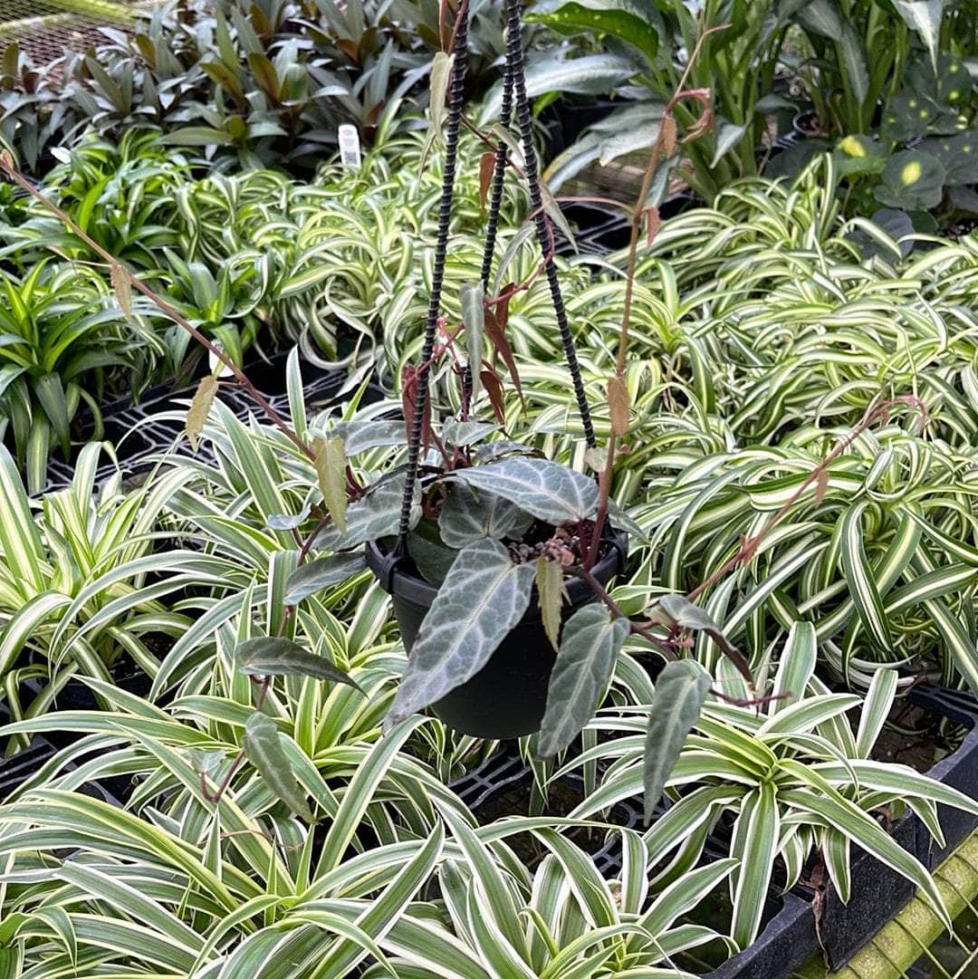 Gabriella Plants Other 4" Cissus amazonica Hanging Basket