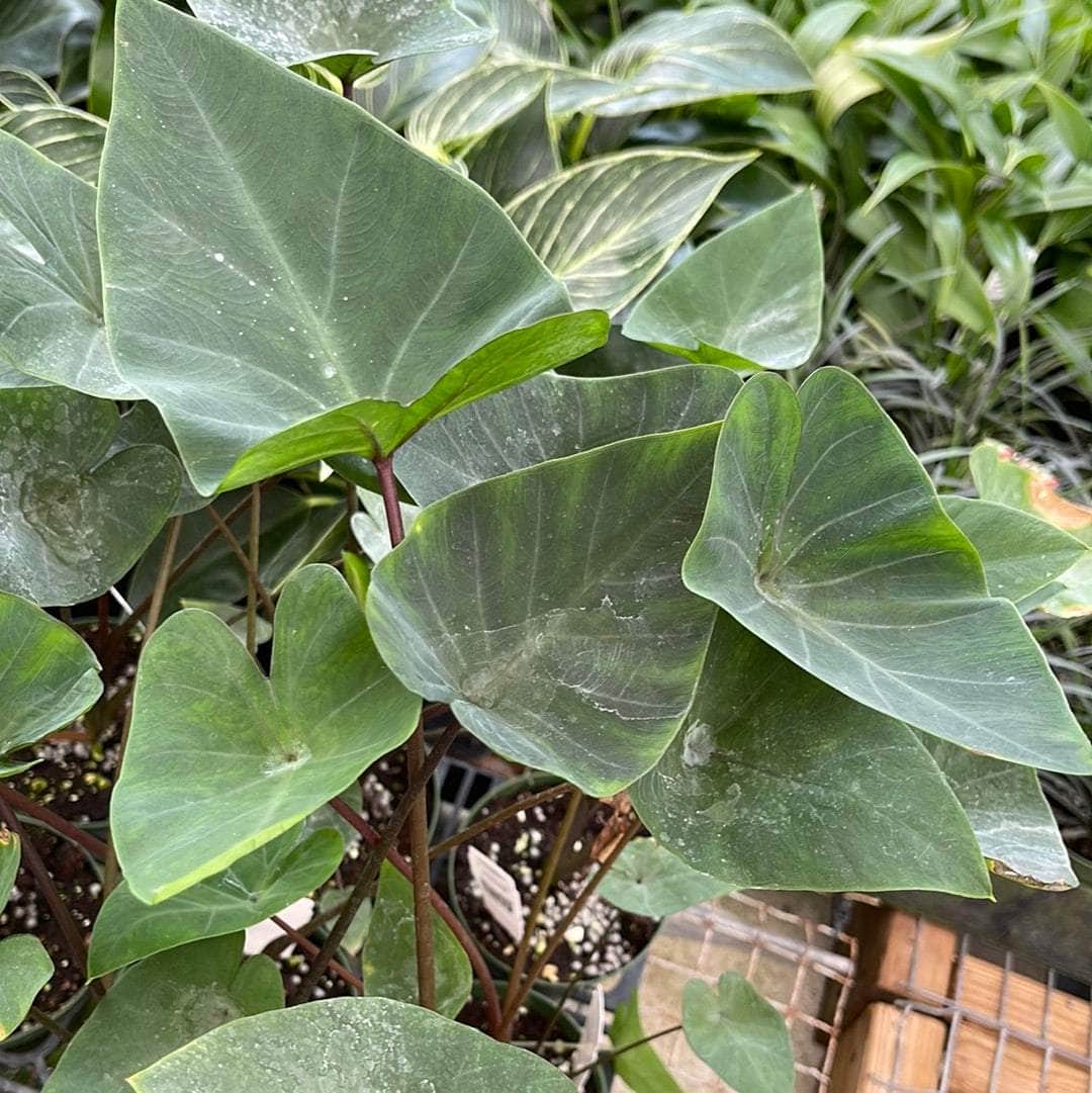 teacup elephant ear plant Colocasia esculenta 'Tea Cup'