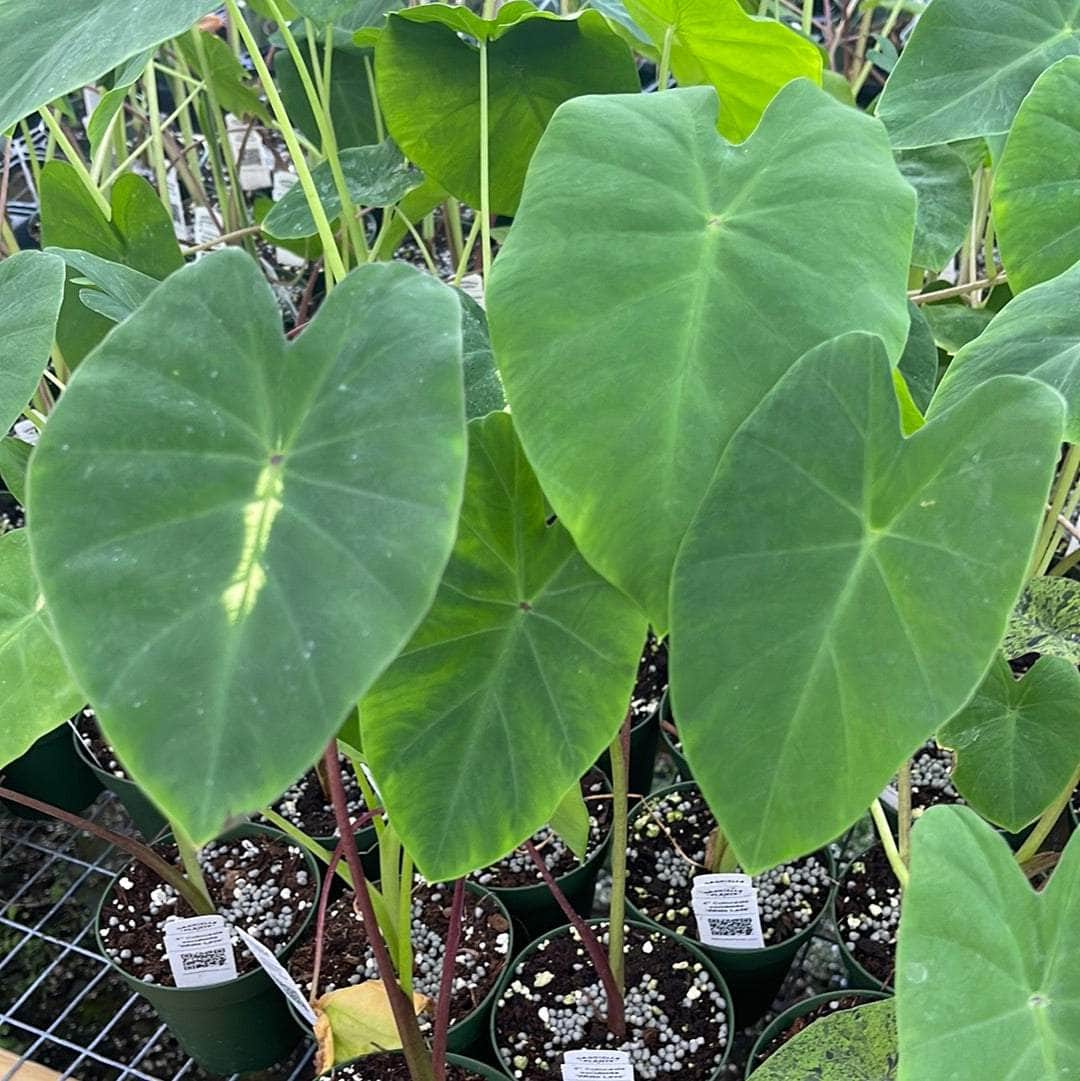 white lava elephant ear plant Colocasia esculenta 'White Lava'