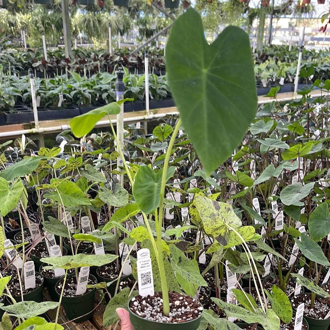 white lava elephant ear plant Colocasia esculenta 'White Lava'
