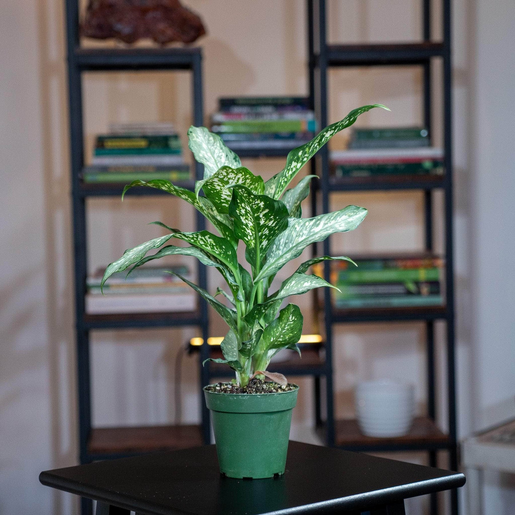 dieffenbachia and coffee grounds Dieffenbachia 'Tiki'