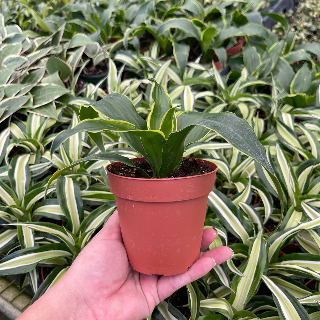dracaena dorado soil Dracaena deremensis 'Dorado'