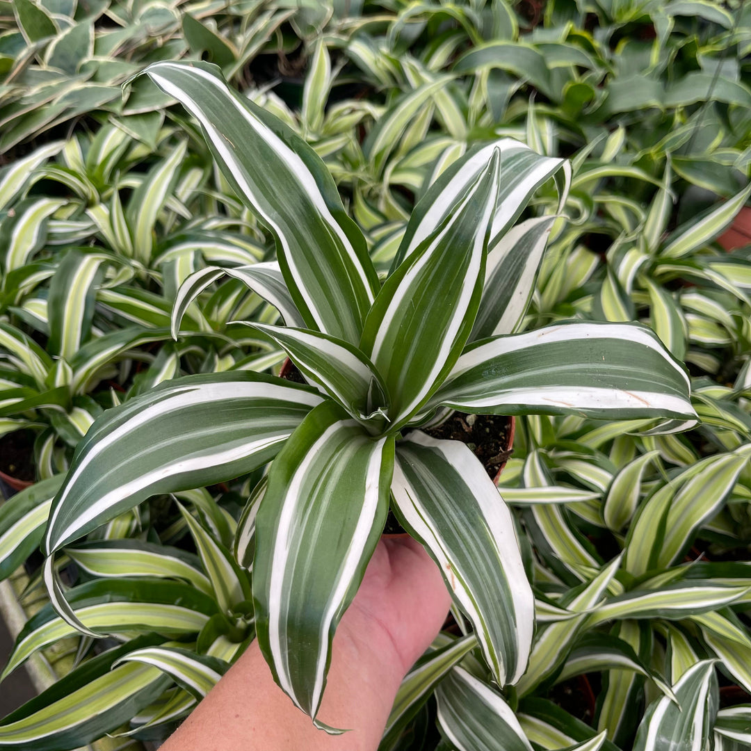 dracaena deremensis Dracaena deremensis 'White Jewel'