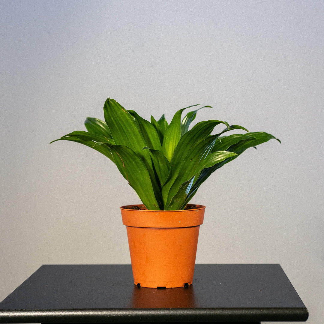 dracaena janet craig compacta pet safe Dracaena fragrans 'Janet Craig Compacta'