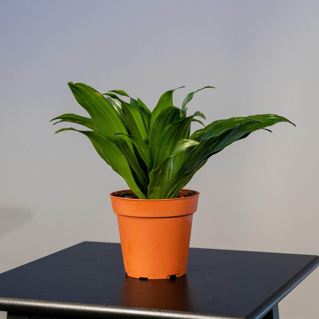 dracaena janet craig compacta pet safe Dracaena fragrans 'Janet Craig Compacta'