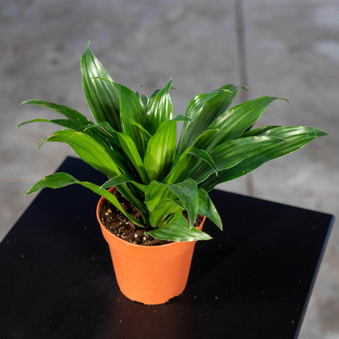 dracaena deremensis janet craig compacta Dracaena fragrans 'Janet Craig Compacta'