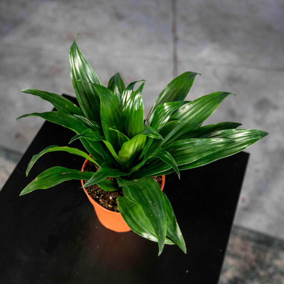 dracaena compacta Dracaena fragrans 'Janet Craig Compacta'