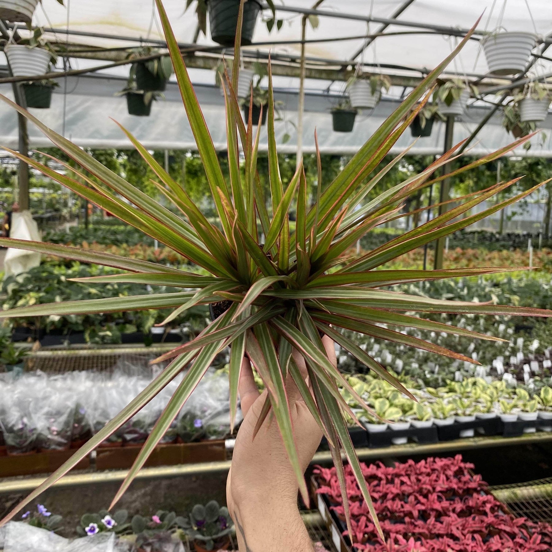 Dracaena marginata 'Bicolor'