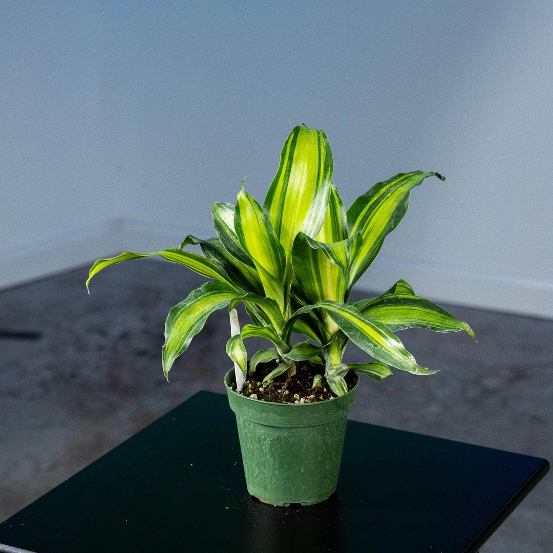 dracaena massangeana pet safe Dracaena massangeana 'Marley'