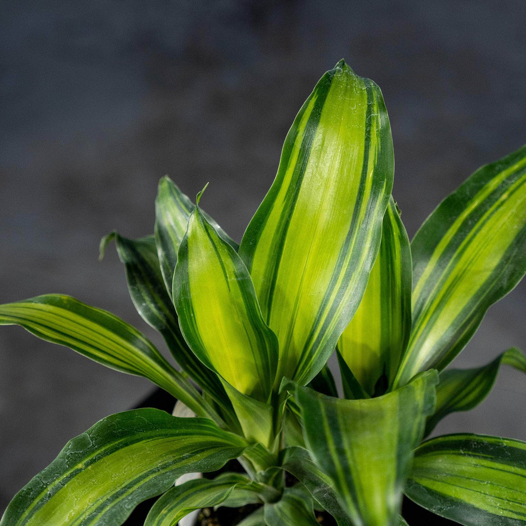dracaena acaulis Dracaena massangeana 'Marley'