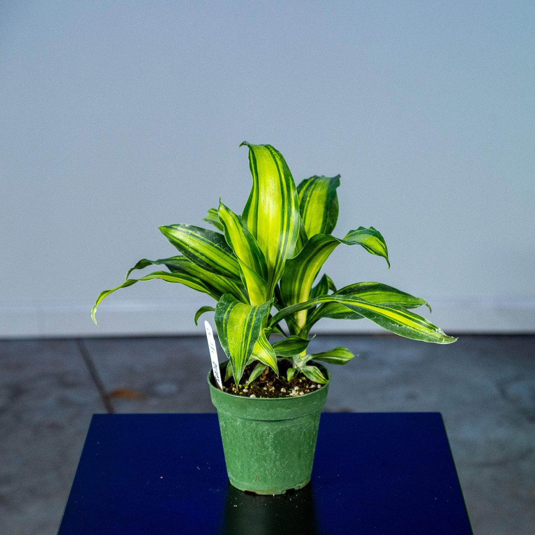 dracaena marley Dracaena massangeana 'Marley'