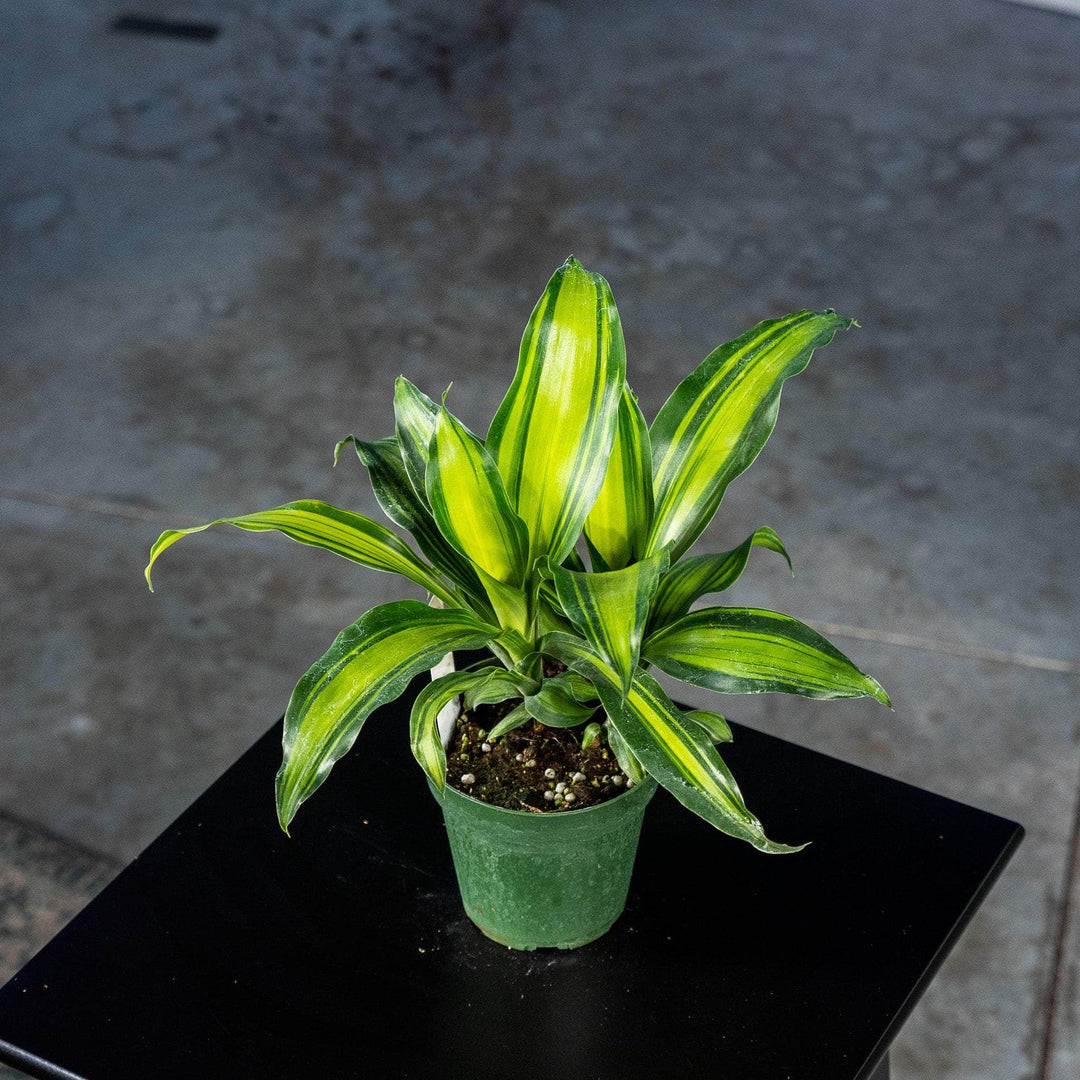 dracaena marley Dracaena massangeana 'Marley'