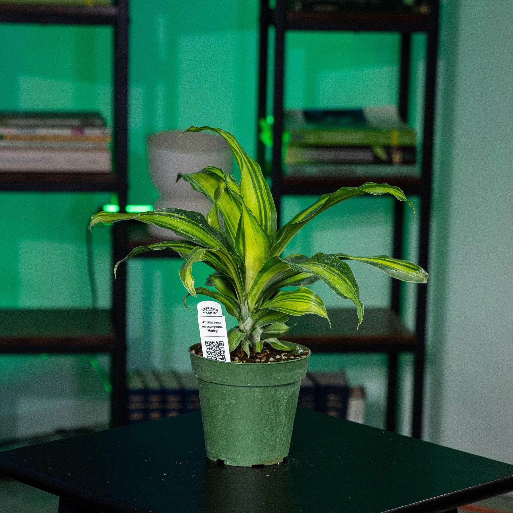 dracaena fragrans marley Dracaena massangeana 'Marley'