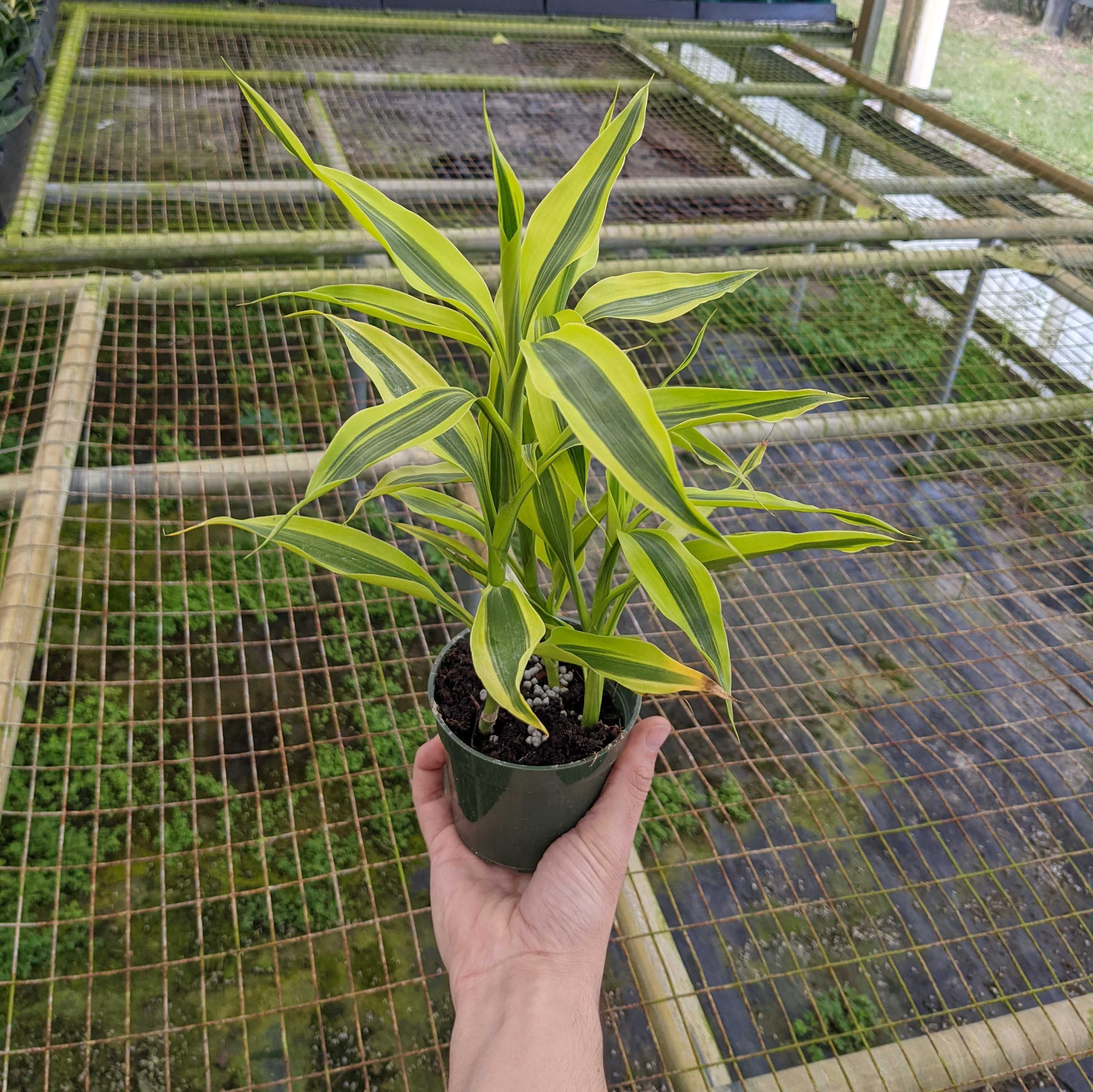 dracaena sanderiana growth Dracaena sanderiana 'Gold'