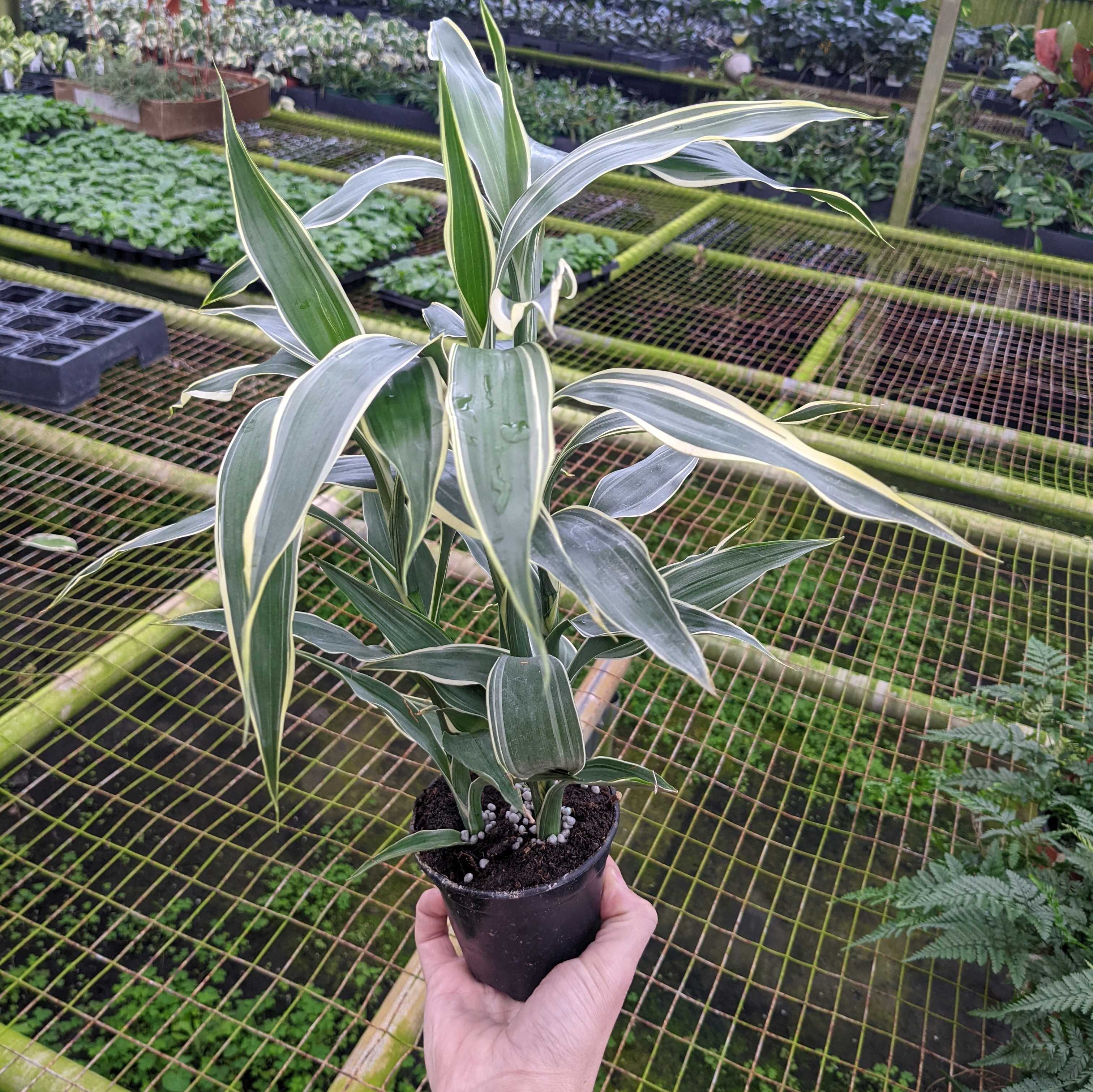 dracaena sanderiana planta Dracaena sanderiana 'Variegata'