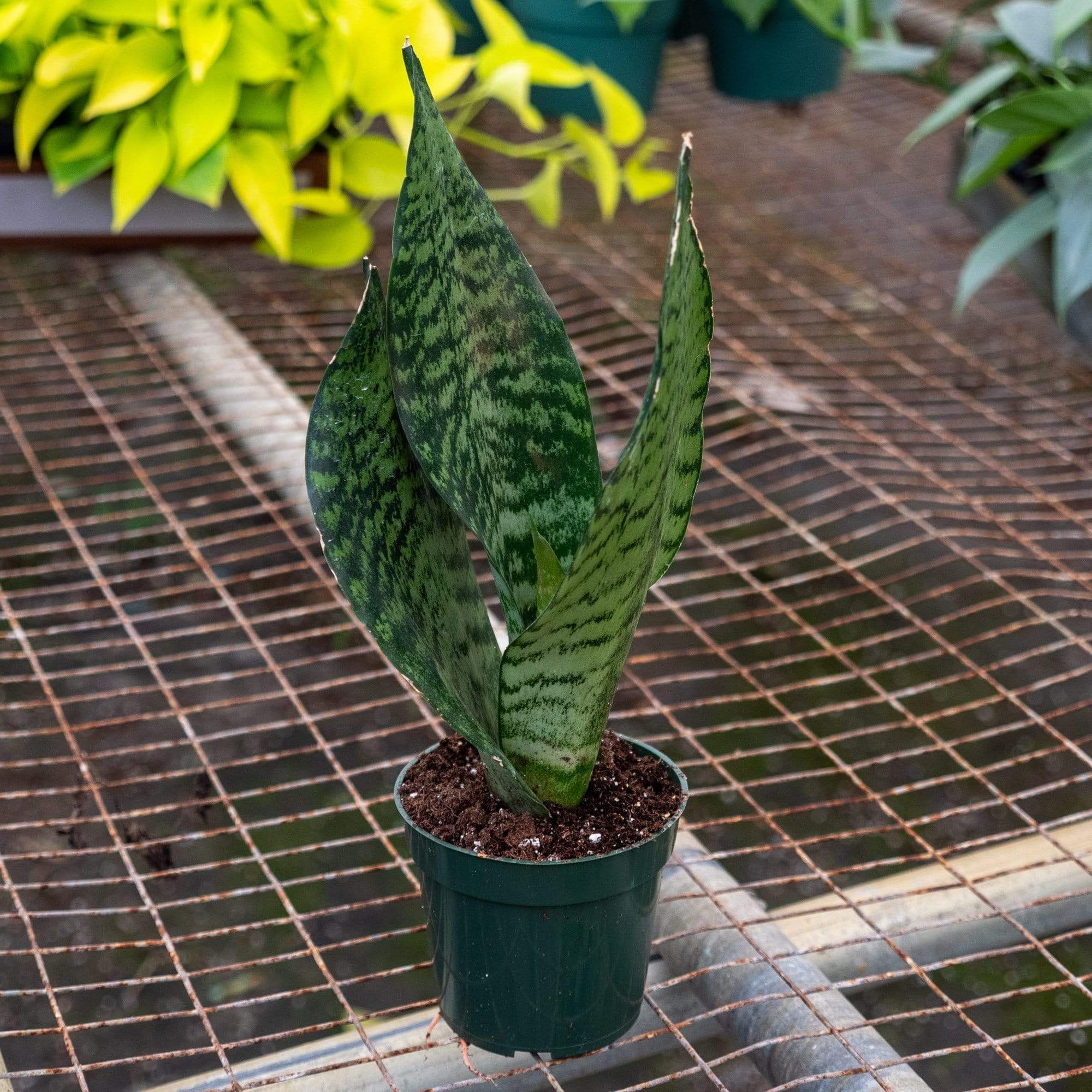 sansevieria futura Sansevieria trifasciata `Futura Robusta'